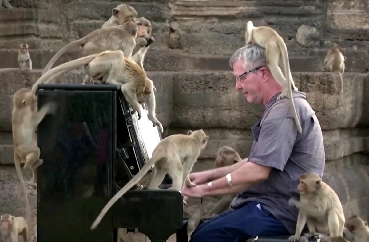 ​Barton stał się prawdziwą gwiazdą rocka dla setek dzikich małp. Do tajskiej prowincji Lop Buri opanowanej przez "małpie gangi" przybywa mniej turystów, którzy zazwyczaj karmili niesforne zwierzęta. Brytyjczyk postanowił, że muzyka klasyczna grana przez niego na pianinie ukoi małpi głód.