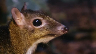 We wrocławskim zoo urodził się myszojeleń