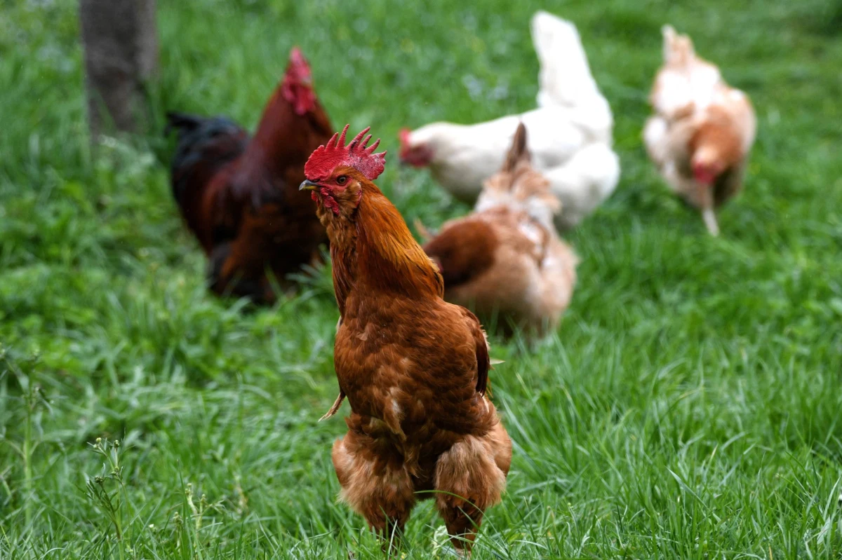 ​Na terenie największej fermy drobiu w powiecie wolsztyńskim w Wielkopolsce rozpoczęła się akcja wybijania 945 tys. kur niosek. Powodem jest wykryte we Wroniawach ognisko wirusa ptasiej grypy.