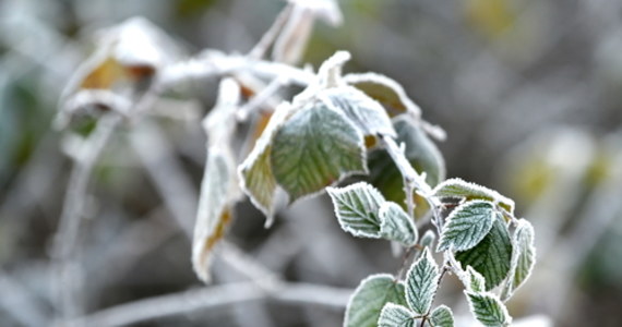 W nadchodzący weekend do Polski po raz kolejny może zawitać zima. Z prognoz pogody wynika, że przedzimowa aura utrzyma się w przyszłym tygodniu być może aż do 6 grudnia.