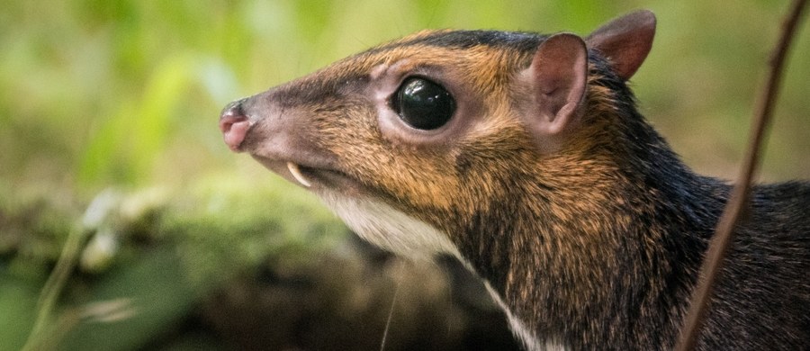 We wrocławskim zoo przyszedł na świat kanczyl filipiński, jeden z gatunków myszojeleni. Pracownikom ogrodu udało się nagrać jego narodziny. To wyjątkowa sytuacja - narodzin tego rzadkiego zwierzęcia jeszcze nikt nie uwiecznił. 