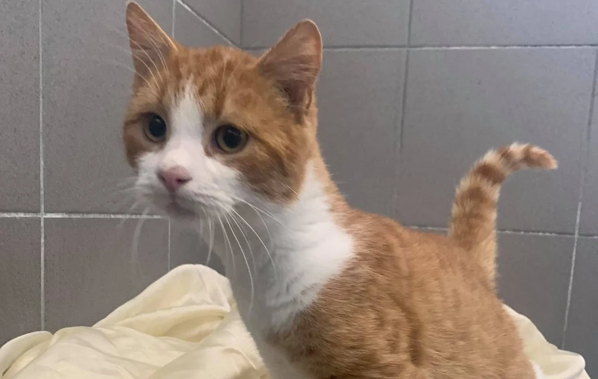 Głównie przez internet prowadzone są teraz adopcje bezdomnych psów i kotów w wielu schroniskach w Polsce. Przez obostrzenia sanitarne np. w schronisku w Dyminach pod Kielcami zainteresowani adopcją zwierzaka mogą zgłaszać się tylko online.