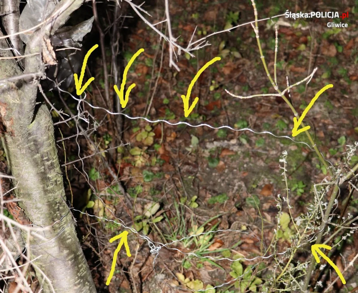 Uwaga, mieszkańcy okolic Gliwic w woj. śląskim. Ktoś zakłada wnyki w zaroślach na granicy dzielnicy Bojków i pól uprawnych. W jednej z pułapek życie stracił dziewięcioletni owczarek.