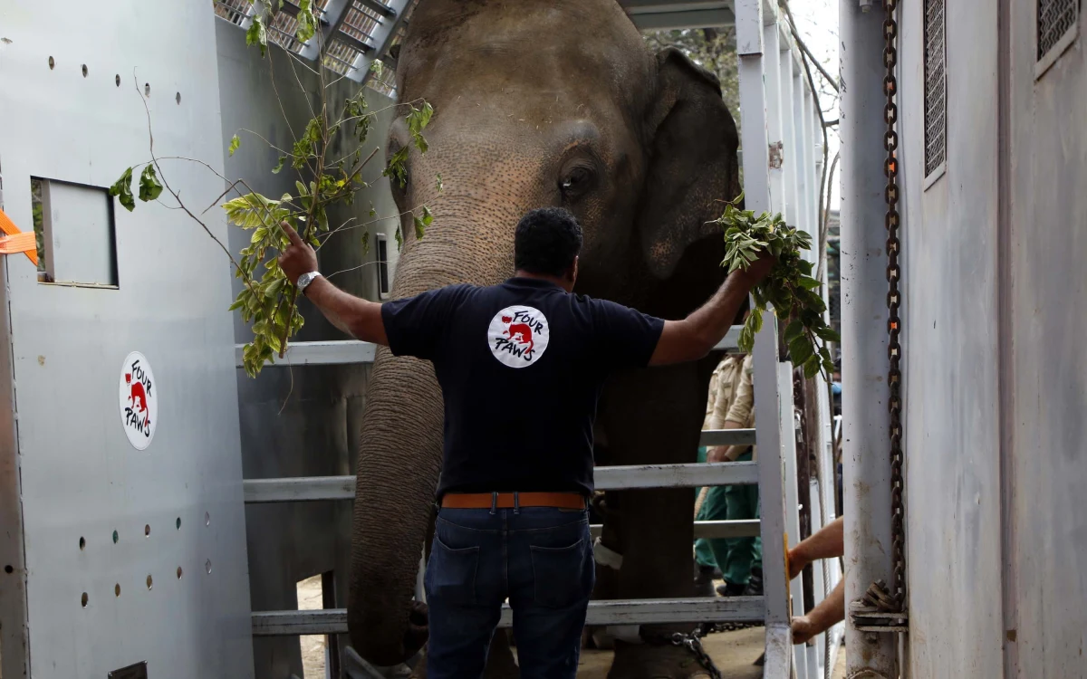 Kaavan jest nazwany "najbardziej samotnym słoniem na świecie". Po wielu latach spędzonych w pakistańskim zoo ma odbyć podróż samolotem do rezerwatu w Kambodży. Tam będzie miał zapewnione tak potrzebne towarzystwo innych przedstawicieli swojego gatunku.