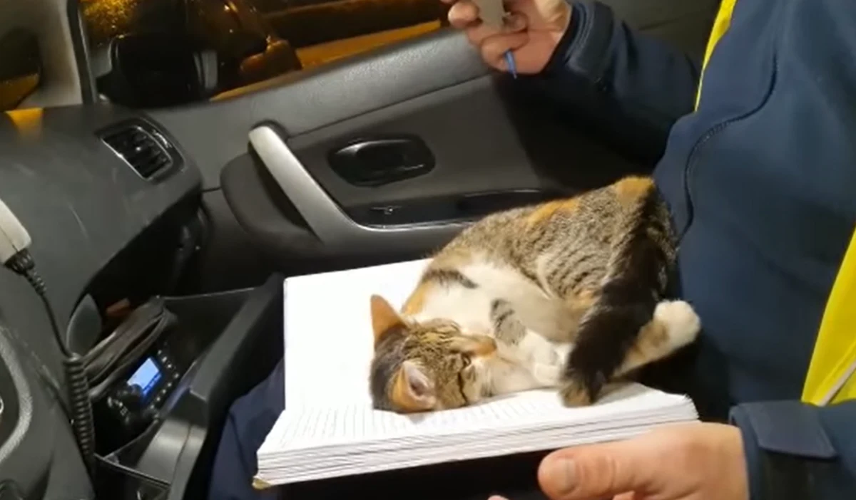 Policjanci z Jaworzna w woj. śląskim poszukują właściciela futrzastego intruza, który na ul. Sportowej bezpardonowo wpakował im się do radiowozu. 