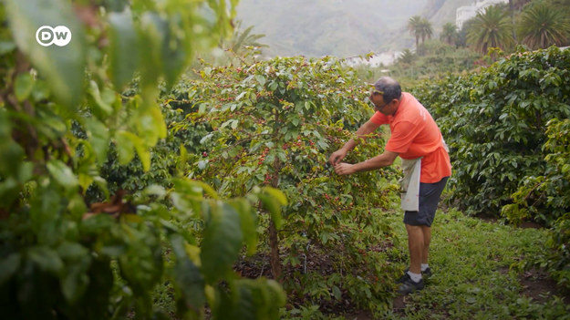 W Valle de Agaete na Gran Canarii kawę  uprawia się od XIX wieku. Wilgotny klimat i żyzna gleba są idealne do uprawy tej rośliny.
