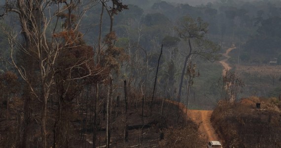 Wylesianie w brazylijskiej Amazonii osiągnęło najwyższy poziom od 12 lat - wynika z najnowszych oficjalnych danych. Ze strony ekologów i społeczności międzynarodowej płynie ogromna krytyka na rządy prezydenta Jaira Bolsonaro, to jednak nie powoduje zmiany podejścia władz do kwestii ekologiczych.
