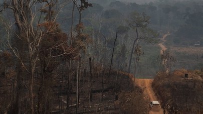 Amazońskie lasy znikają coraz szybciej