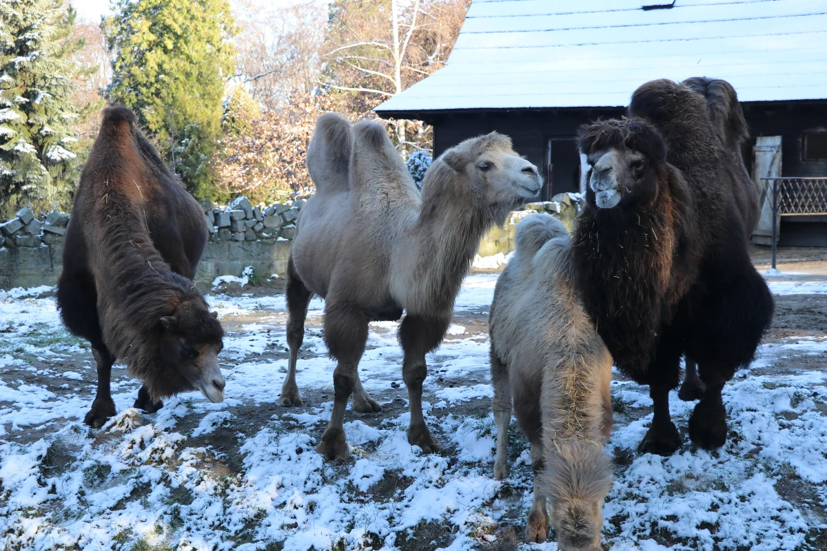 Spadł pierwszy śnieg, spadła temperatura, ale zwierzętom z krakowskiego ZOO zima niestraszna. Są do niej przygotowane. Część z nich zmieniła futra z letnich na zimowe, część przytyła, a inne schowały się przed chłodami do ciepłych schronów.   