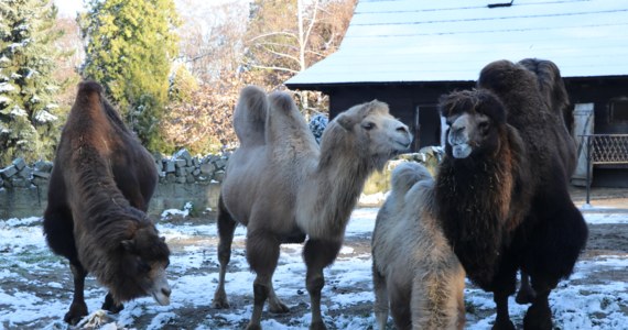 Spadł pierwszy śnieg, spadła temperatura, ale zwierzętom z krakowskiego ZOO zima niestraszna. Są do niej przygotowane. Część z nich zmieniła futra z letnich na zimowe, część przytyła, a inne schowały się przed chłodami do ciepłych schronów.   