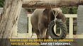 Kaavan, "najbardziej samotny słoń świata", na wymarzonej emeryturze