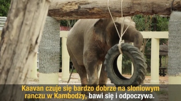 Kaavan 35 lat spędził w ogrodzie zoologicznym w Islamabadzie w Pakistanie. 
