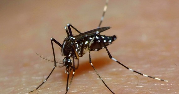 Wykryta w listopadzie epidemia żółtej febry spowodowała w Nigerii śmierć 172 osób - podała Światowa Organizacja Zdrowia (WHO).