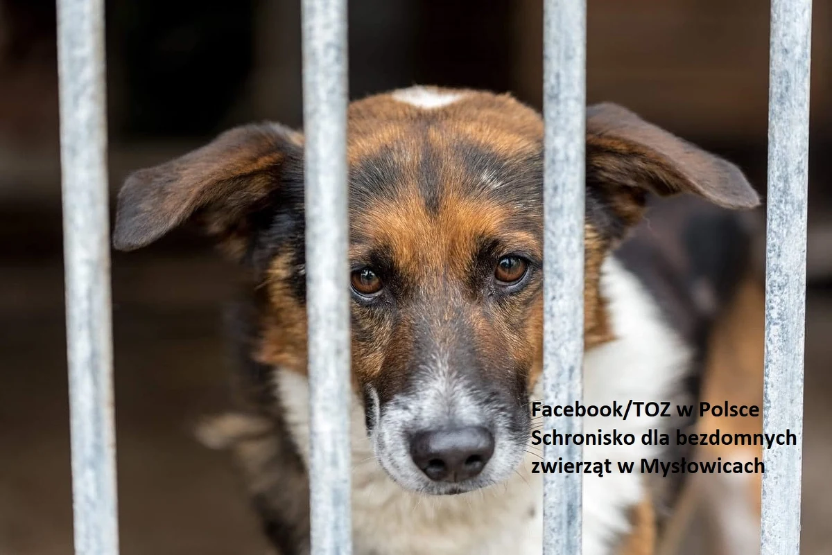 Tylko do końca roku będzie działać  Schronisko dla Bezdomnych Zwierząt w Mysłowicach w województwie śląskim. Placówka poszukuje teraz chętnych, którzy mogą przygarnąć psy i koty.