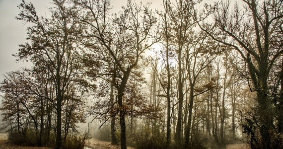 Na popołudnie zaplanowane zostało przesłuchanie młodego mężczyzny, którego zatrzymano w związku z zabójstwem 16-latki na Mazowszu. Ciało dziewczyny było zakopane w lesie koło miejscowości Osiny. Na szyi Anny ktoś zacisnął pasek - informuje dziennikarz RMF FM.