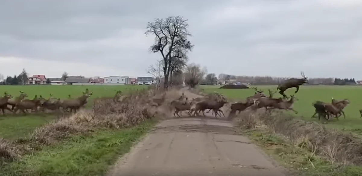 Pod Gryfinem zostało sfilmowane duże stado jeleni. Gromada ponad 250 zwierząt przebiegła przez małą, wiejską drogę położoną kilkaset metrów od słynnego Krzywego Lasu – informuje Onet. 