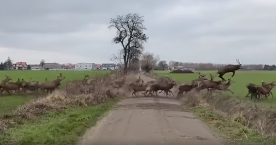 Pod Gryfinem zostało sfilmowane duże stado jeleni. Gromada ponad 250 zwierząt przebiegła przez małą, wiejską drogę położoną kilkaset metrów od słynnego Krzywego Lasu – informuje Onet. 