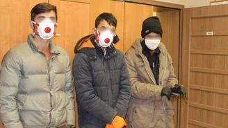 Opolskie: Imigranci ukrywali się w świątecznych choinkach