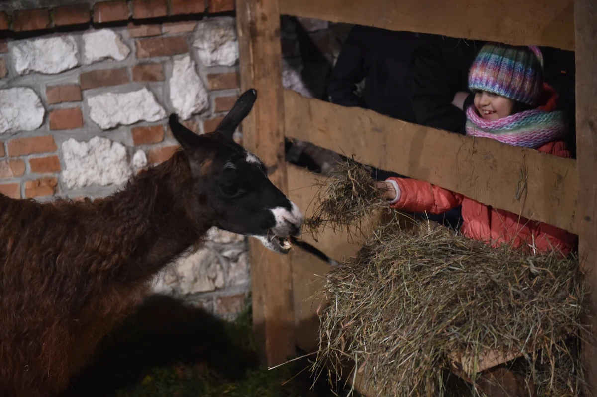 Krakowscy franciszkanie poinformowali, że z powodu pandemii koronawirusa nie wystawią w tym roku żywej szopki. W zamian proponują transmisję nabożeństw i wspólnego kolędowania z kaplicy seminaryjnej.
