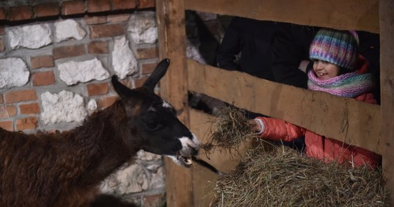 Krakowscy franciszkanie poinformowali, że z powodu pandemii koronawirusa nie wystawią w tym roku żywej szopki. W zamian proponują transmisję nabożeństw i wspólnego kolędowania z kaplicy seminaryjnej.