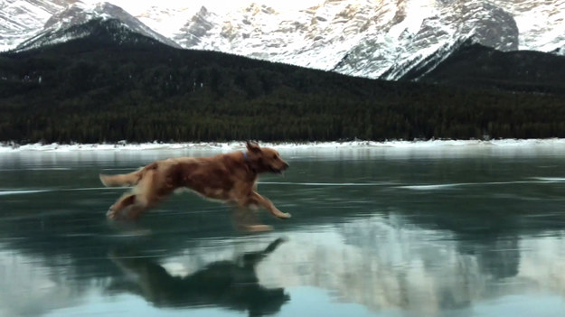 Jak widać, wyśmienite warunki do biegania natura może stworzyć wszędzie. Bohater filmu, pies o imieniu Brix został nagrany przez swojego właściciela Nica podczas przebieżki po zamarzniętym jeziorze Spray, w kanadyjskiej prowincji Alberta. Tylko pozazdrościć możliwości szaleństwa w otoczeniu tak pięknej przyrody!