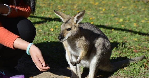 Za pomocą mowy ciała kangury mogą nauczyć się komunikować z ludźmi w podobny sposób, jak robią to psy, używając wzroku do wskazywania i proszenia o pomoc. Tak twierdzą naukowcy.