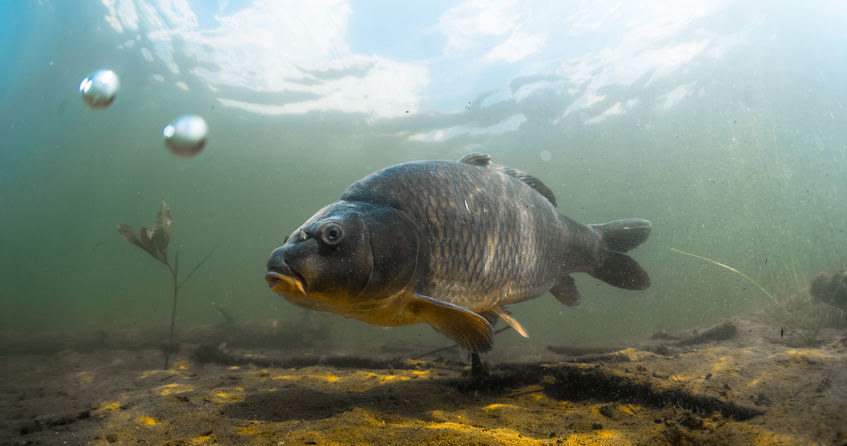 Karp, święta, tradycja, jednak, tradycją, jest, sprzedawanie, ryby, żywej, Mało, tego, sprzedaż, zakup, żywego, karpia, może, gr Zakup karpia może wpędzić w tarapaty. Uważaj, gdzie i jak kupujesz rybę