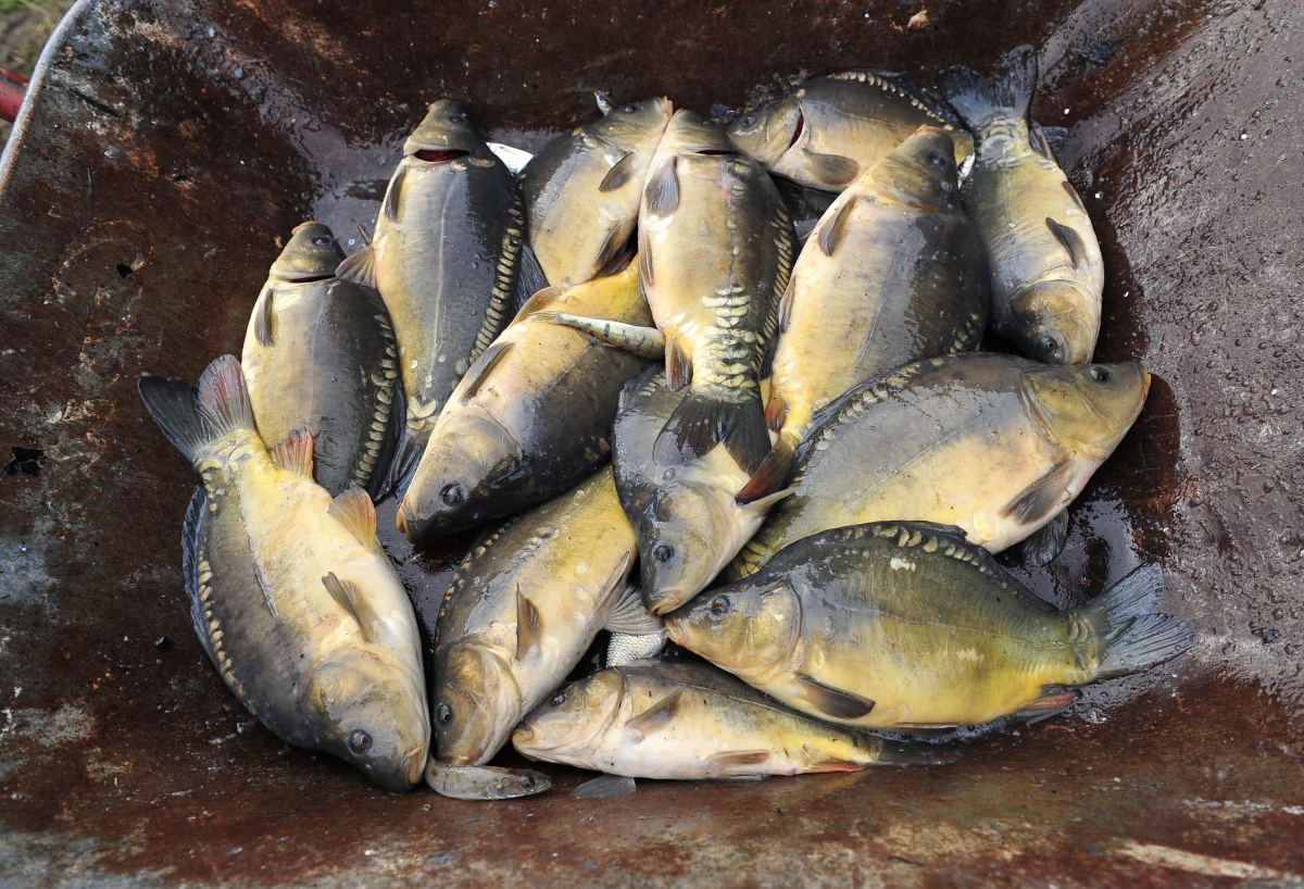 "Latoś bez tę pandemię, świynta będom wyglądać nieco inaczy" - mówią najstarsi Wielkopolanie. Mimo że w wielu domach świąteczne i noworoczne spotkania nie będą tak liczne jak zazwyczaj - całe rodziny, albo jak kto woli "famuły", nie zapominają o regionalnych tradycjach, nie tylko kulinarnych. W wielu domach wielkopolska gwara jest żywa i używana na co dzień, nie tylko od święta. 