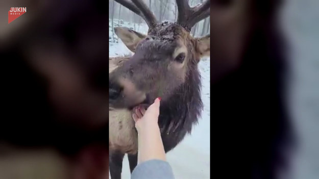 Quebec w Kanadzie to miejsce, gdzie można spotkać potężnego jelenia i jeszcze go pogłaskać. Zobaczcie, jak wygląda tak bliskie spotkanie z dzikim zwierzęciem.