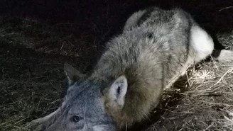 Wilk wpadł w sidła. Z pomocą ruszyli mieszkańcy i leśnicy