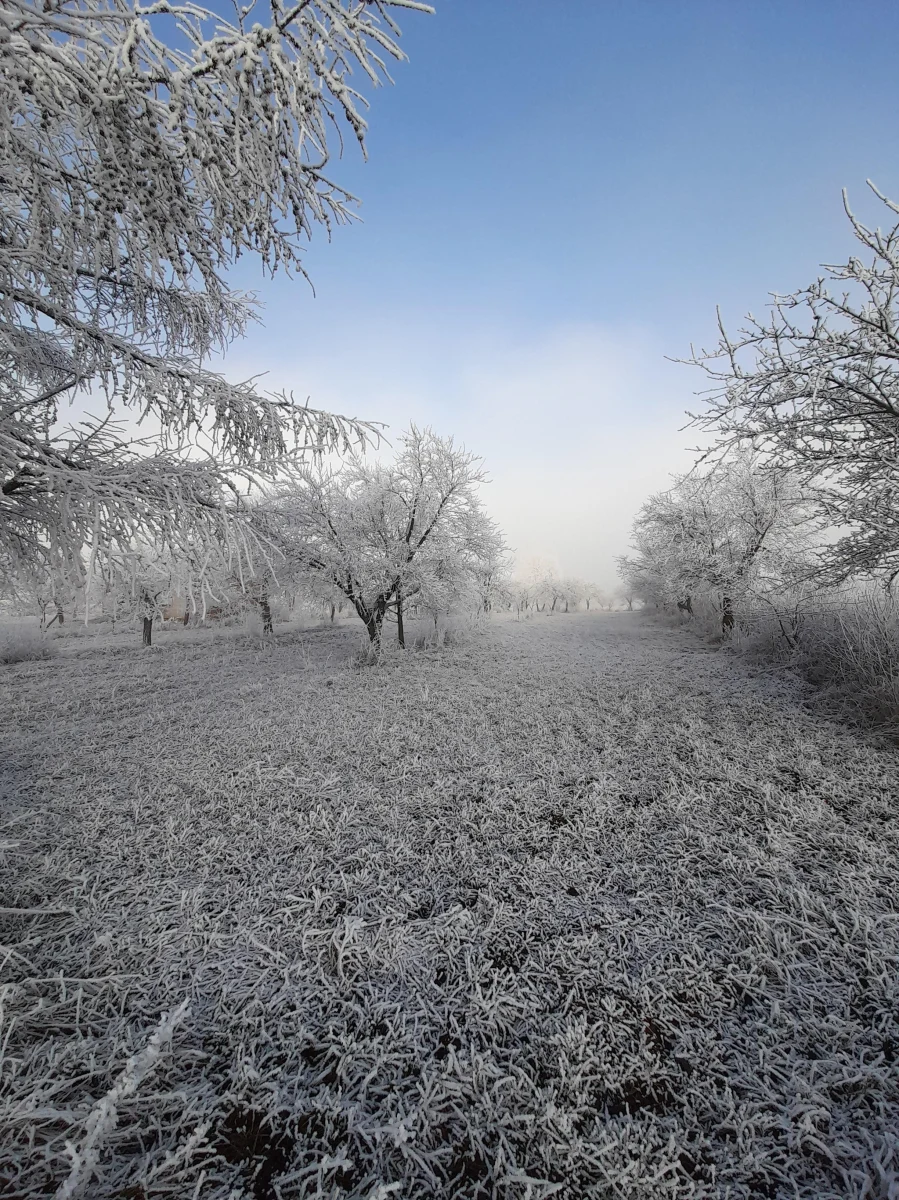 To pierwszy dzień 2021r na Jurze. Ale zimowa biel nie pojawiła się tam po intensywnych opadach śniegu. Tych nie było wcale. Za to od dwóch dni praktycznie nieprzerwanie, z wyjątkiem kilku godzin w ciągu dnia, Jurę spowija gęsta mgła. A ponieważ, zwłaszcza w nocy, jest kilka stopni mrozu, wszystko otula marznąca szadź... Co pewien czas przez opary mgły nieśmiało próbuje też przebijać się słońce...