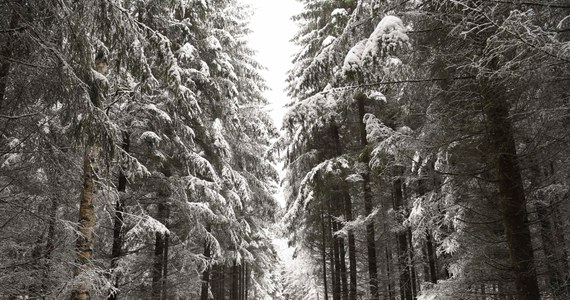 W 2020 roku średnia temperatura w Finlandii była rekordowo wysoka i wynosiła ok. 4,8 st. Celsjusza. To o 2,5 stopnia powyżej długoterminowej średniej - przekazała w czwartek fińska służba meteorologiczna, wskazując przy tym na duże zmiany w okresie zimy.