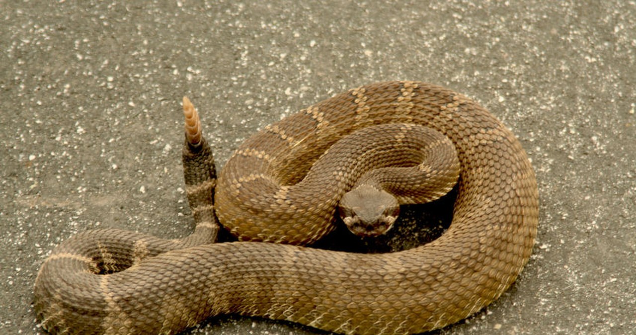 Dramat na podwórku. Roczna dziewczynka ukąszona przez grzechotnika