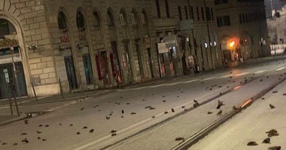 Ulice Rzymu w piątkowy poranek pokryte były setkami martwych ptaków. To skutek hucznego witania nowego roku fajerwerkami. W stolicy Włoch do 6 stycznia obowiązuje zakaz odpalania materiałów pirotechnicznych - ale w sylwestrową noc był on powszechnie łamany.