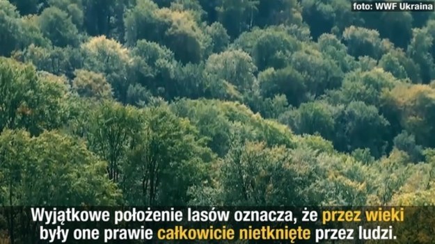 Naukowcy i ekolodzy badają pierwotne lasy bukowe na Ukrainie. Wyjątkowe położenie lasów oznacza, że przez wieki były one całkowicie nietknięte przez człowieka. 
