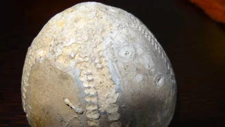 Lubuskie: Międzyrzeczanin znalazł kamień sprzed 70 milionów lat 