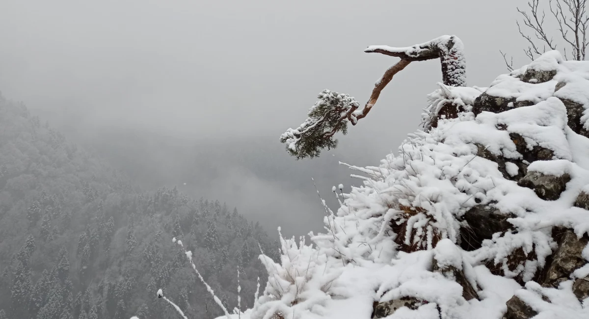 Najsłynniejsza polska sosna, która ma pół tysiąca lat i rośnie na szczycie Sokolicy w Pieninach, znowu jest uszkodzona. Poprzednia taka sytuacja miała miejsce w 2018 r. podczas akcji ratowniczej. 