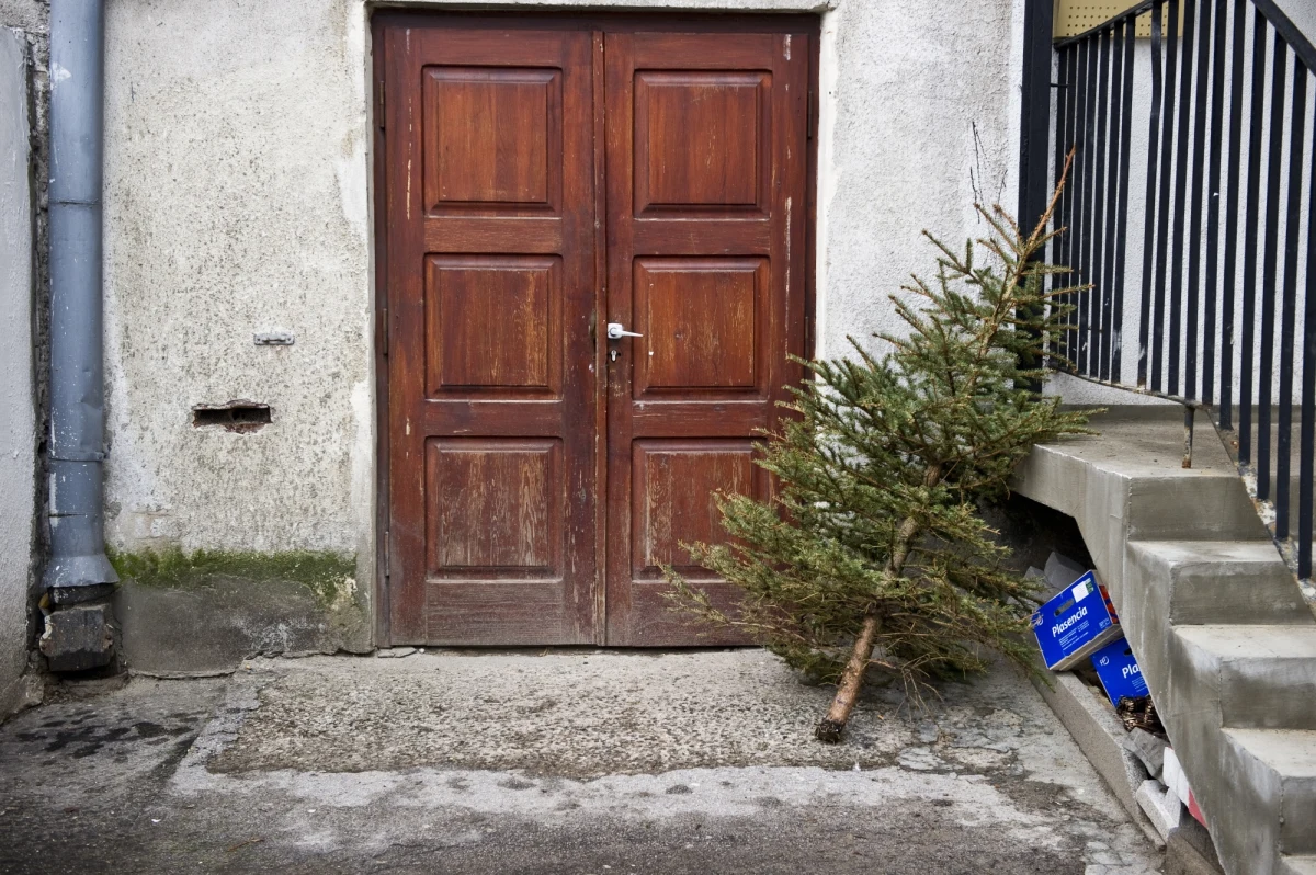 ​Jodły, świerki i sosny - to właśnie te gatunki drzew ozdabiają wnętrza naszych domów w okresie świątecznym. Z czasem jednak zaczynają gubić igły i przysychać. W takiej sytuacji bożonarodzeniowe drzewko zazwyczaj wyrzucamy. Są jednak też inne sposoby na jego wykorzystanie.