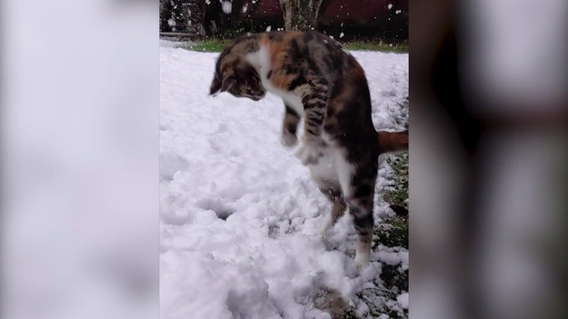 Jaka będzie reakcja małego kota, który po raz pierwszy widzi śnieg? Nagraniem takiej sytuacji podzieliła się pewna mieszkanka Kanady. Podejrzała swojego pupila bawiącego się w białym puchu. Zobaczcie