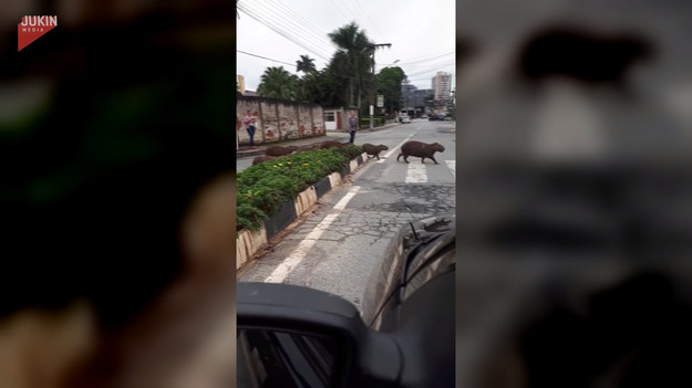 W Polsce spotkamy je tylko w ogrodach zoologicznych, ale są na świecie miejsca, gdzie żyją na wolności i... robią zamieszanie w ruchu ulicznym. Kapibary, bo o nich mowa, zwróciły na siebie uwagę kierowców w jednym z amerykańskich miast. Całe stado spokojnie i z dostojeństwem pokonywało ruchliwe skrzyżowanie, zmierzając w sobie tylko wiadomym kierunku.