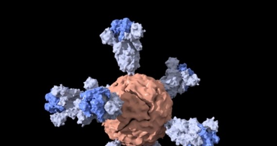 Nanoszczepionka przeciwko Covid-19 może być tanim i praktycznym uzupełnieniem programu szczepień, szczególnie w krajach o niższym poziomie zamożności - przekonują na łamach czasopisma "ACS Central Science" naukowcy ze Stanford University. Opracowany przez nich preparat jest tani w produkcji, łatwy do przechowywania i już jedna jego dawka wywołuje u badanych myszy silną reakcję odpornościową. Nanoszczepionka zawiera cząsteczki białka wirusa SARS-CoV-2 umocowane na cząsteczce ferrytyny - białka magazynującego w naszym organizmie żelazo.