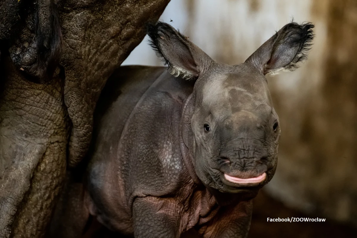 Zoo we Wrocławiu ma nową mieszkankę. Na świat przyszła tam samica nosorożca indyjskiego - jednego z gatunków najbardziej zagrożonych wyginięciem. To pierwsze takie narodziny w 155-letniej historii wrocławskiego ogrodu. Mała jest zdrowa. Pije mleko, a mama uważnie śledzi każdy jej krok.