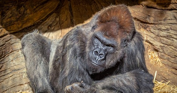 Osiem goryli w Safari Park w pobliżu San Diego w Kalifornii miało pozytywny test na obecność koronawirusa. Są to pierwsze przypadki tej choroby wśród goryli przebywających w niewoli oraz pierwszy znany przypadek przeniesienia SARS-CoV-2 na małpy człekokształtne.