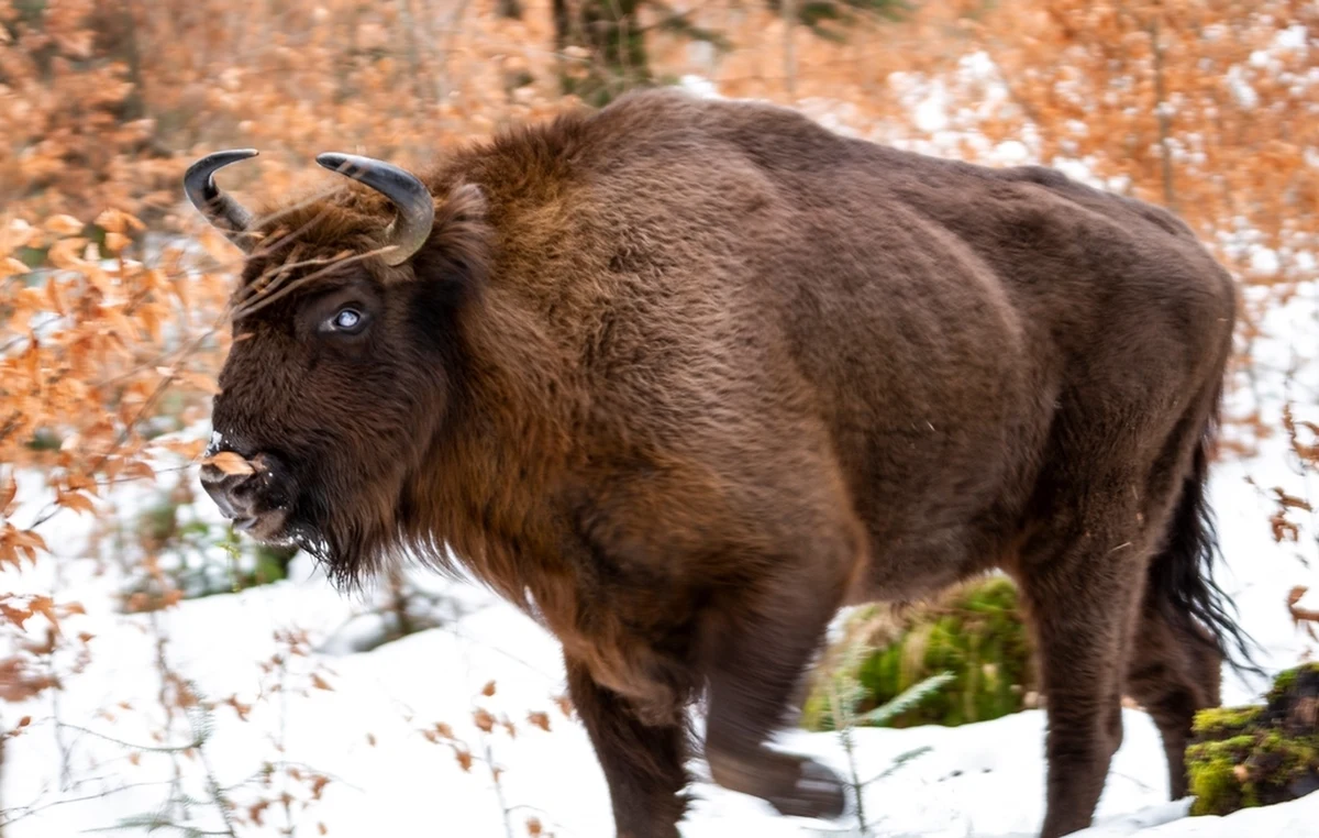 Generalna Dyrekcja Ochrony Środowiska wydała zgodę na eliminację niektórych żubrów z zachodniej części Bieszczadów, które cierpią na telazjozę – groźną chorobę powodowaną przez pasożyty. Lasy Państwowe oraz naukowcy podkreślają, że odstrzał jest konieczny, by ratować tamtejszą populację.