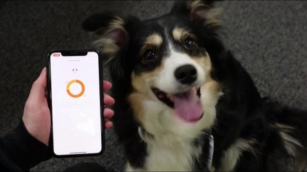 Południowokoreański startup opracował „inteligentną” obrożę, która wykrywa psie emocje.