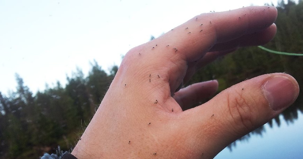 Ukąszenie komara to przy tym nic. Skóra puchnie i boli tygodniami
