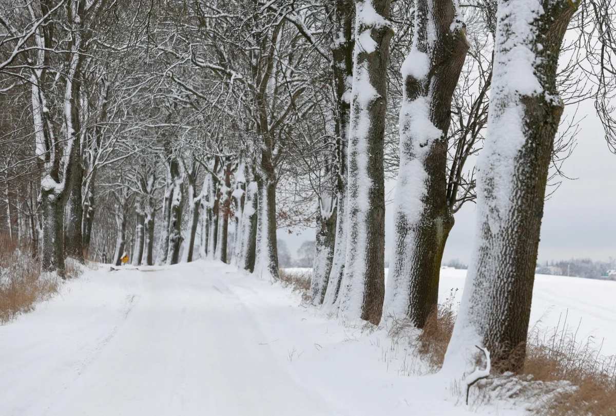 Zima zagościła w Polsce na dobre: Instytut Meteorologii i Gospodarki Wodnej wydał ostrzeżenia pierwszego i drugiego stopnia przed śnieżycami na południu kraju. Noc będzie mroźna - lokalnie minus 6 stopni Celsjusza. Śnieżnie i jeszcze zimniej będzie w kolejnych dniach - w nocy miejscami temperatura spadnie do - 20 stopni Celsjusza. 