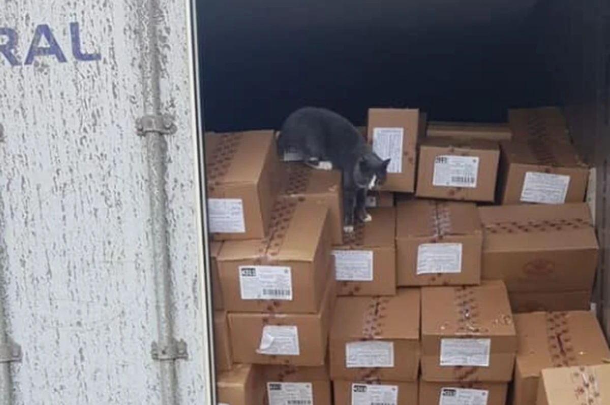 Pracownicy portu w Hajfie w Izraelu znaleźli kota w kontenerze z cukierkami, który przypłynął z Odessy na Ukrainie. Zwierzę płynęło 19 dni, żywiąc się słodyczami i pijąc skraplającą się wodę. Kot podróżnik przebywa na kwarantannie.