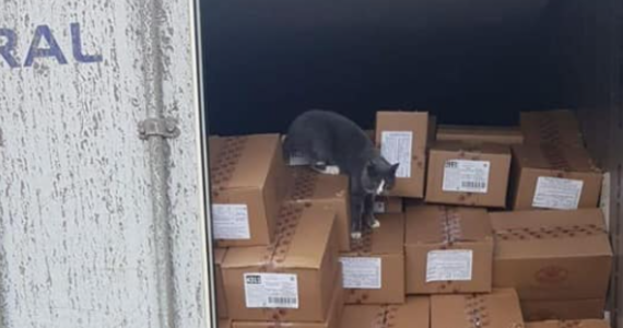 Pracownicy portu w Hajfie w Izraelu znaleźli kota w kontenerze z cukierkami, który przypłynął z Odessy na Ukrainie. Zwierzę płynęło 19 dni, żywiąc się słodyczami i pijąc skraplającą się wodę. Kot podróżnik przebywa na kwarantannie.