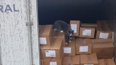 Kot przypłynął w kontenerze z Odessy do Hajfy. Przez trzy tygodnie jadł… cukierki
